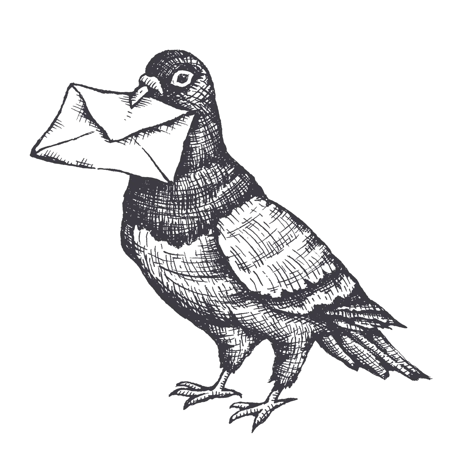 contact pigeon